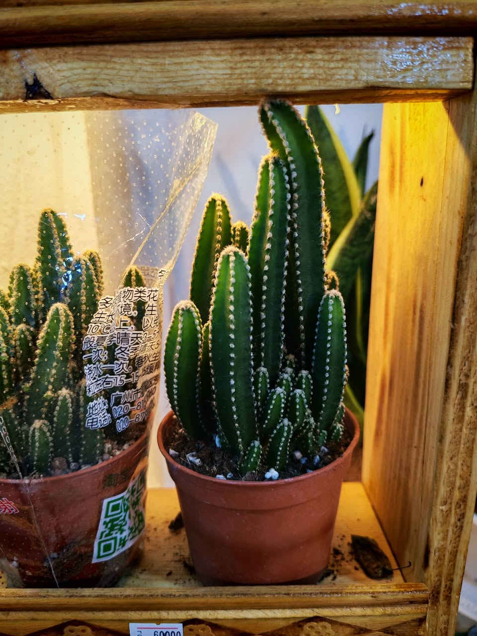 على بركه الله تم وصول وجبه نباتات طبيعيه شي جديد وممطروق 🥰


**إذا كنت صاحب هذا الإعلان وتريد حذفه لأي سبب، رجاءا أرسل رسالة إلى الدعم الفني**