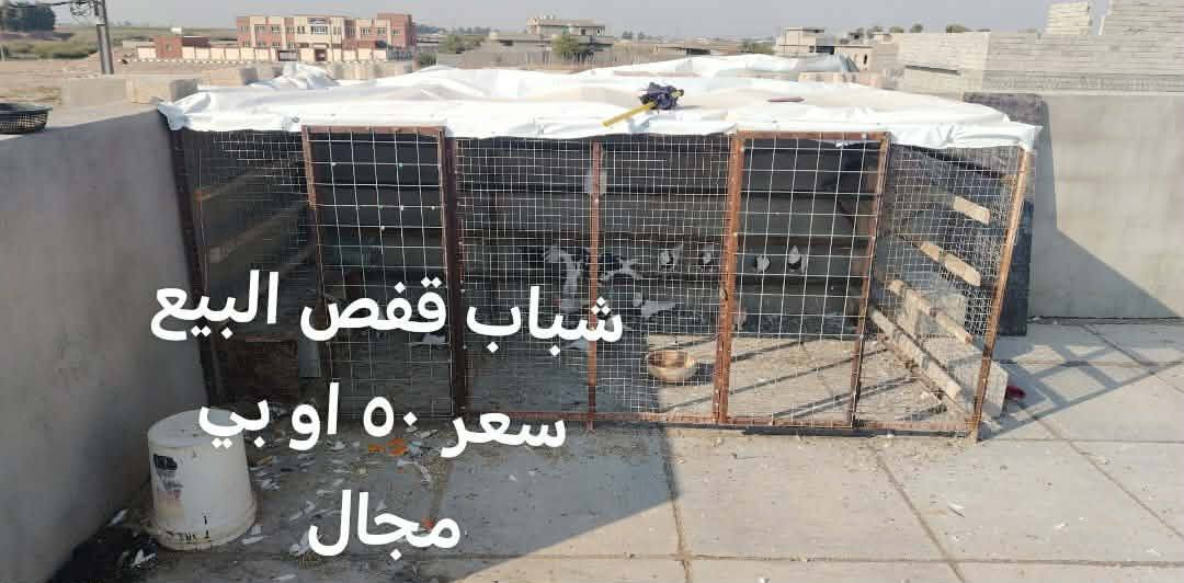 قفص حديد للبيع 50وبي مجال
المكان كركوك ناحية تازه


**إذا كنت صاحب هذا الإعلان وتريد حذفه لأي سبب، رجاءا أرسل رسالة إلى الدعم الفني**