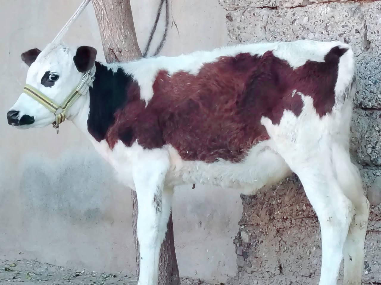 بسم الله ماشاء الله
حولية سمتال الاصلية 

جمة عرموطي ام الصرة 

حولية درجى اولى مال جنيه 

شرط اچل وشرب ونصاحة فول 

المكان  صلاح  الدين الشرقاط الخضرانيه

***********
***********
