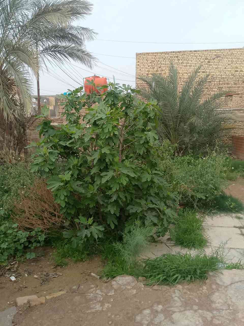 للبيع فقط
بيت بحي الصدرين ركن على شارعين 
مساحة 300م قرب مدرسة محمد ابن ابي بكر مقابيل المتنزة غرفتين وصالة واستقبال بناء طابوق والسقف شيلمان ***********
