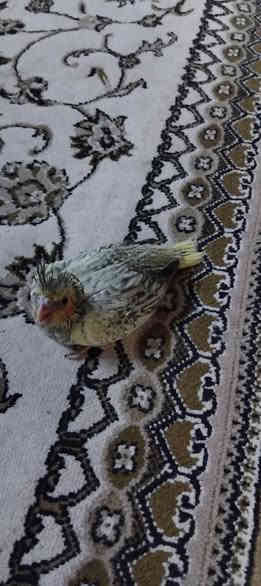 سلام عليكم متاح كوكتيل زق***********
