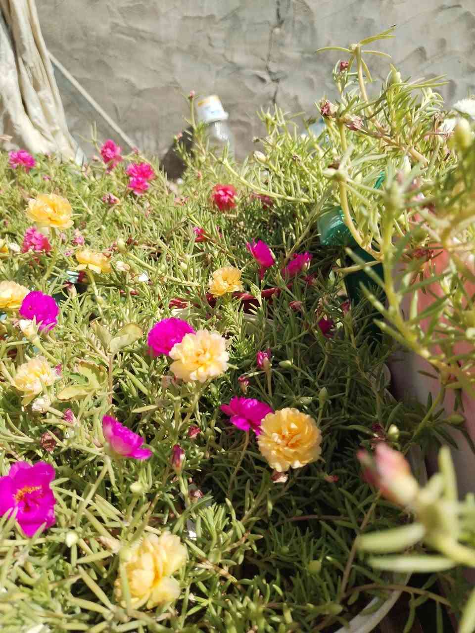 تزهير اليوم السبت ١٨ /٧ /٢٠٢٦ ورد الصباح العراقي الوان لطلب والحجز واتساب
*********** السماوه أو مراسلة الصفحه يوجد خدمة توصيل طلبات داخل السماوه ولكافة المحافظات لباب البيت أنواع البذور الاستوائية النادره
