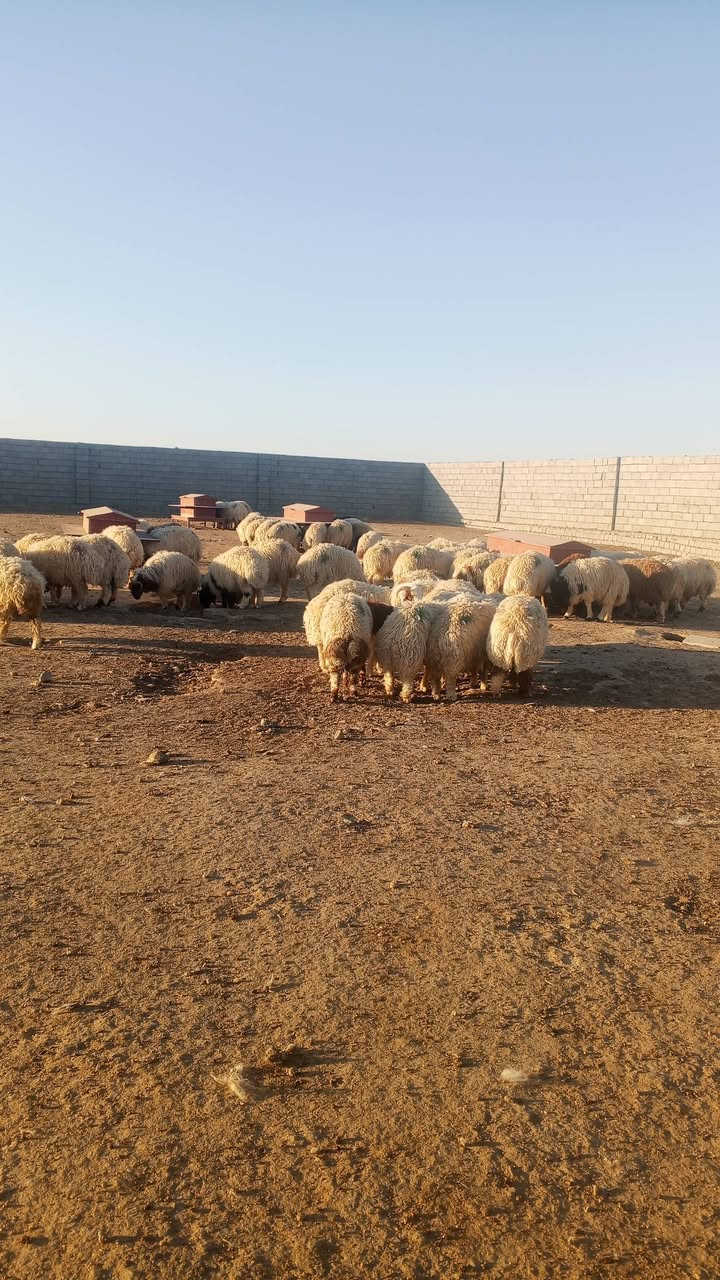 بمناسبه حلول عيد الأضحى المبارك يوجد لدينا أضاحي الديره الاتصال ***********
