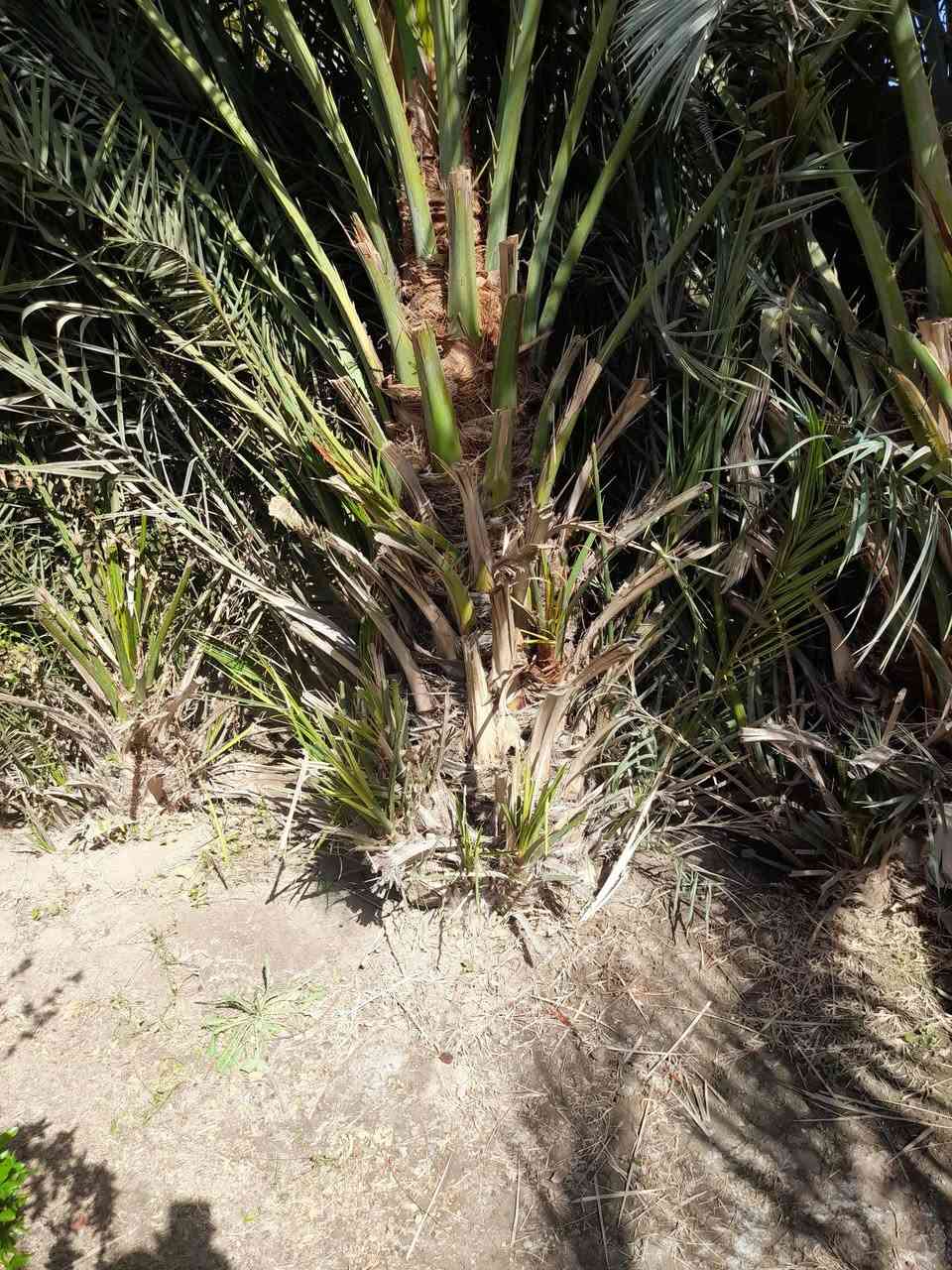 فسيل نخل انوع نوع اشويثي خضراوي سعر الفسيل ب 5 تشليع ع مشتري تصل واتساب ***********
