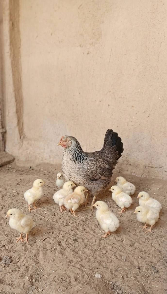 السلام عليكم 
دجاجات عدد ٢ وديج عدد ١ وفراريج عدد ٩ وكتاكيت عدد ١٢ وبشوش عدد ٢ السعر ١٢٥ للاستفسار ***********

