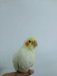 متاح كوكتيل أليف بعده زق ما ضل شي وينفطم لتواصل خاص مفتوح الرقم 078167...