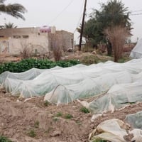 طريق دغاره شوملي • ٤ دونم • ٧٠ نخلة