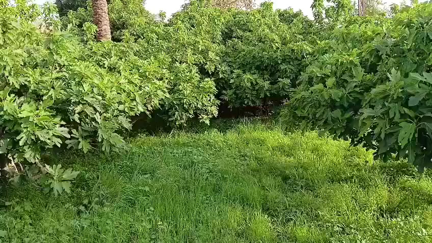 قطعة أرض في صويره داور الشرقي على النهر دجله المساحه قريب دونم 
التواصل ***********
