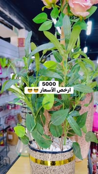 مجمع إسطنبول • خانقين • ماكو توصيل