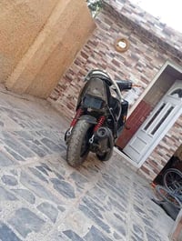 ثعلب • سكنس فحل • بوشه ٥٨ ونص