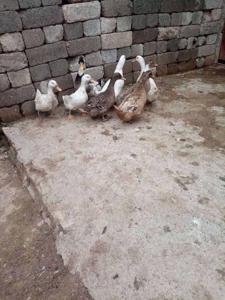 للبيع بط عراقي نضياف خشنات بيض شراط عداد ٨ أشراي يتصل على راقم ***********
