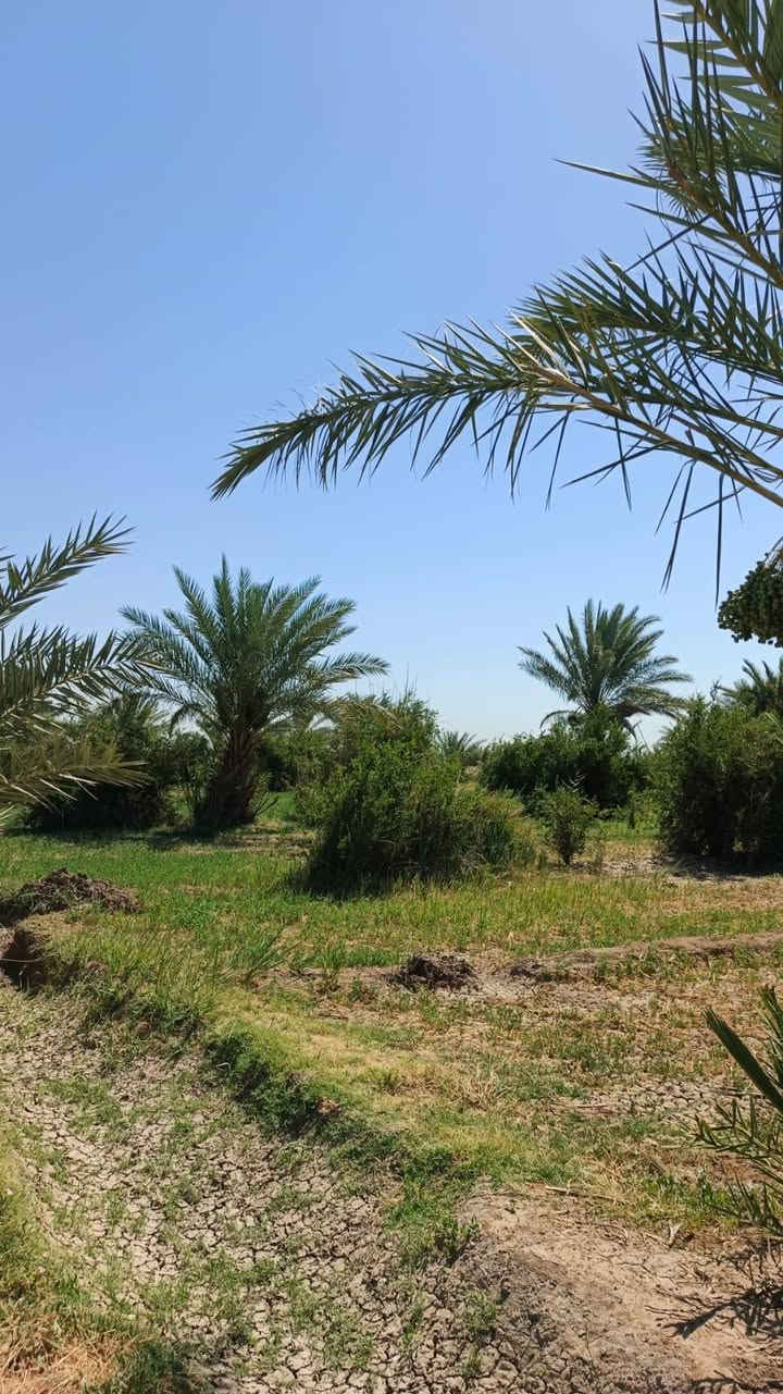 🌴 للبيع بستان طابو صرف – الديوانية / السنية 🌴
📍 الموقع: نزلت سيد جرص – قرية حمزة آل غانم
📐 المساحة: 9 دونم
📄 الجنس: بستان طابو صرف

✅ البستان مزروع بالكامل
✅ يحتوي على 3 آبار ارتوازية
✅ حصة نهر متوفرة
✅ المياه متوفرة بشكل دائم وممتاز للزراعة

📞 للاستفسار والتفاصيل أكثر:
***********

مناسب للاستثمار الزراعي أو السكن الهادئ والأجواء الريفية 🌿
