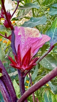 السماوه • بذور الكركديه • بذور نادرة