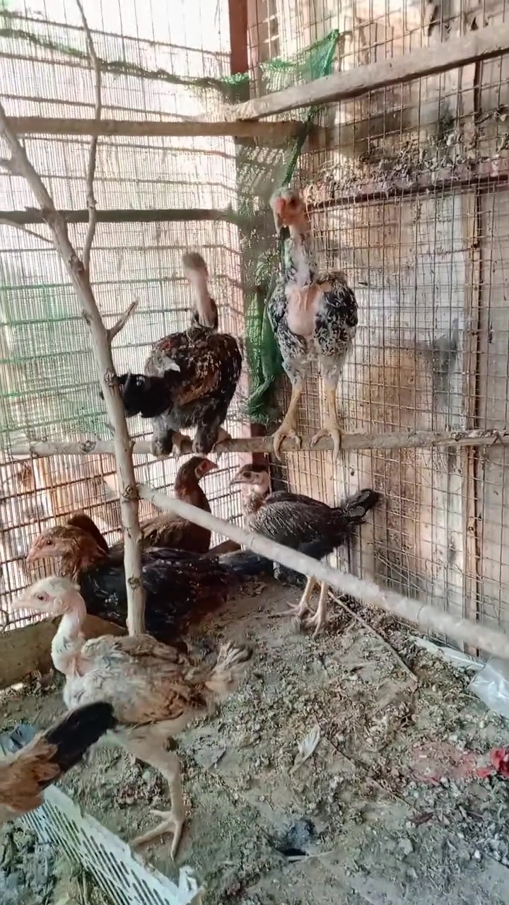 السلام عليكم  دجاج عرب اصلي ابو ركيبة وعربي اصلي 
فراريج العمر ماعرف بس بعد 2شهر يبيض هذا قسم وبعد اكو قسم سعر الزوج على 15'الف مكان بغداد جسر ديالى القديم


**إذا كنت صاحب هذا الإعلان وتريد حذفه لأي سبب، رجاءا أرسل رسالة إلى الدعم الفني**