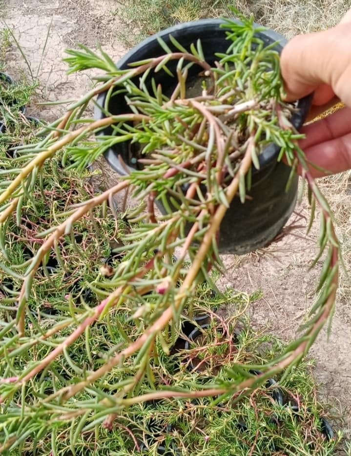 السلام عليكم
يتوفر ورد الصباح العراقي ٧ الوان
سوق الشيوخ جسر البطاط
قرب مشويات العامري
للتواصل ***********
