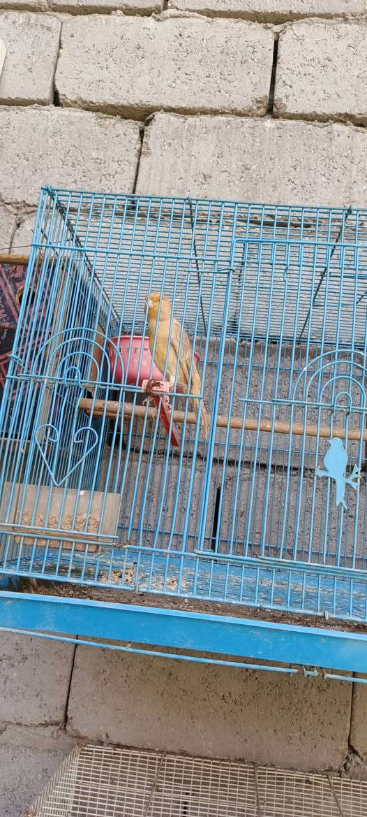 متاح زوجين 7اصوات سعر الزوج 45 العنوان فلوجه حي الشهداء
***********
***********
