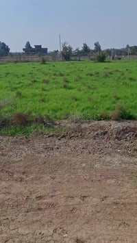 دونم طابو زراعي سند ٢٥  ركن  ابو غريب الشيحة  قرب مزارع طيبة  كافة الخ...