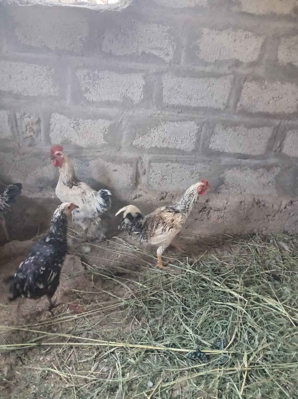 *********** دجاج للبيع ديوكه عرب الاصلي
