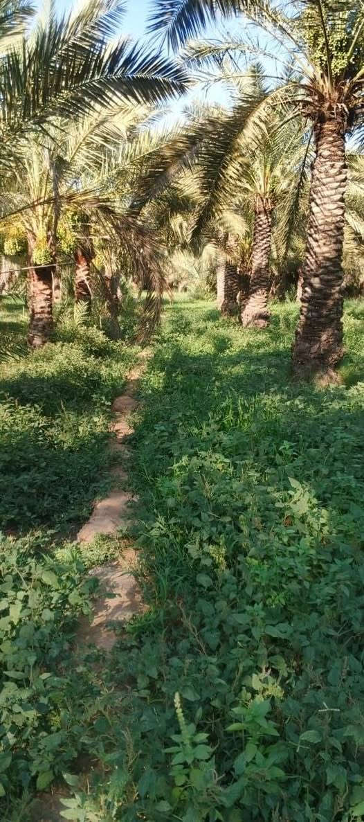 ارض زراعية بيوت 2 ماحصير 2 ذي قار قلعة سكر قرية الخماس
للاستفسار ***********
اسيا ***********
