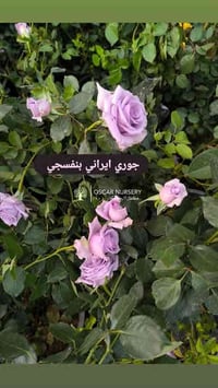 جوري ايراني • بنفسجي • حجم كبير