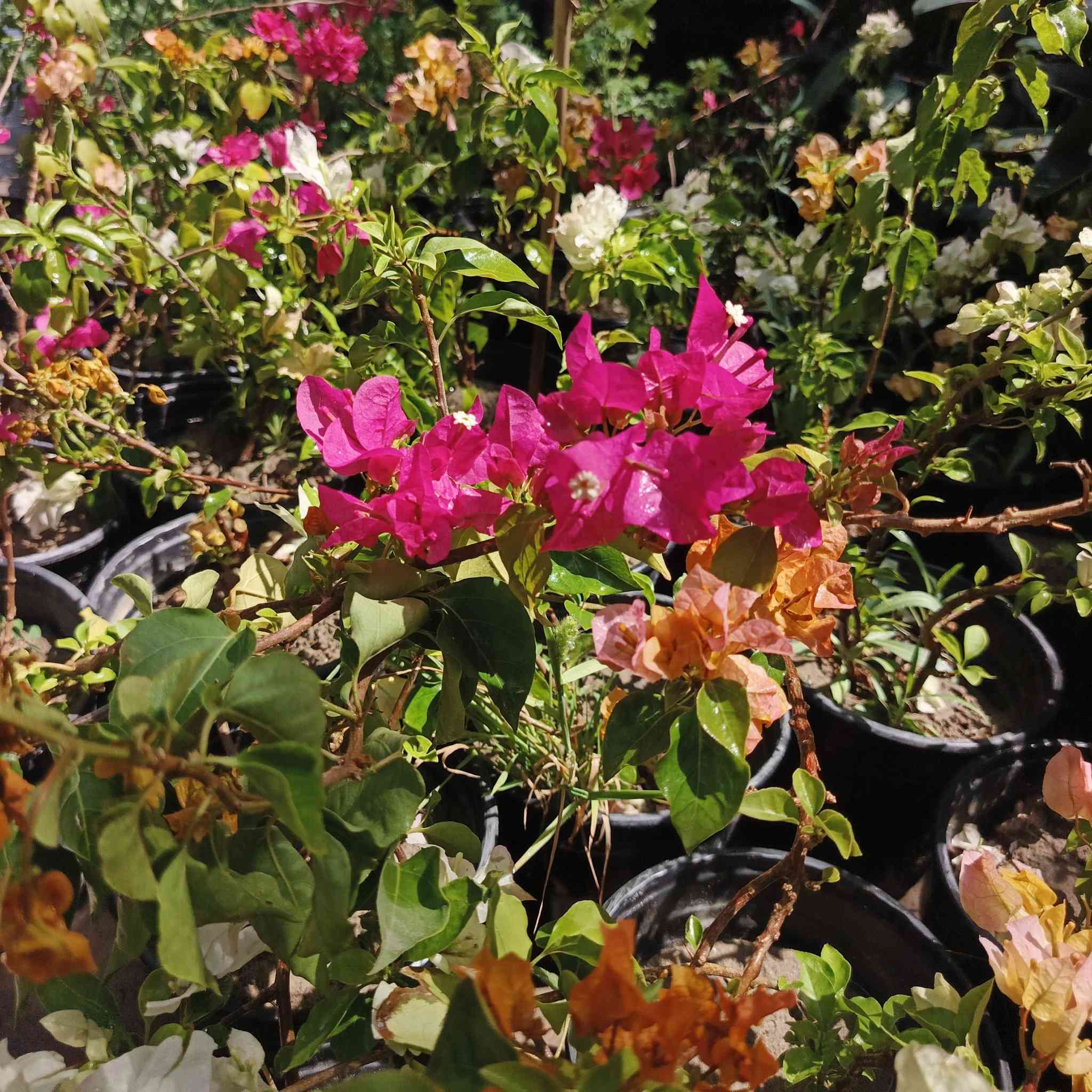 #مشتل_النورين ماركة في الزهور والنباتات🪴🪻🪷🍁

شعارنا الاخلاص في العمل وخبرتنا اكثر من 45 عاما 🌴

الجمال والذوق والمصداقية مع الزبائن هدفنا 💐

لسنا الوحيدون، ولكننا الافضل واول مشتل في الصويرة منذ زمن طويل 

عنواننا:#واسط_الصويرة_شارع_الغطاس_خلف_المجمع_السوري 🪻

أوقات الدوام 
من الساعة 8:00 صباحاً
إلى الساعة 7:00 مساءً 
 كذالك يتوفر توصيل داخل صويره فقط 🚖🚘


**إذا كنت صاحب هذا الإعلان وتريد حذفه لأي سبب، رجاءا أرسل رسالة إلى الدعم الفني**