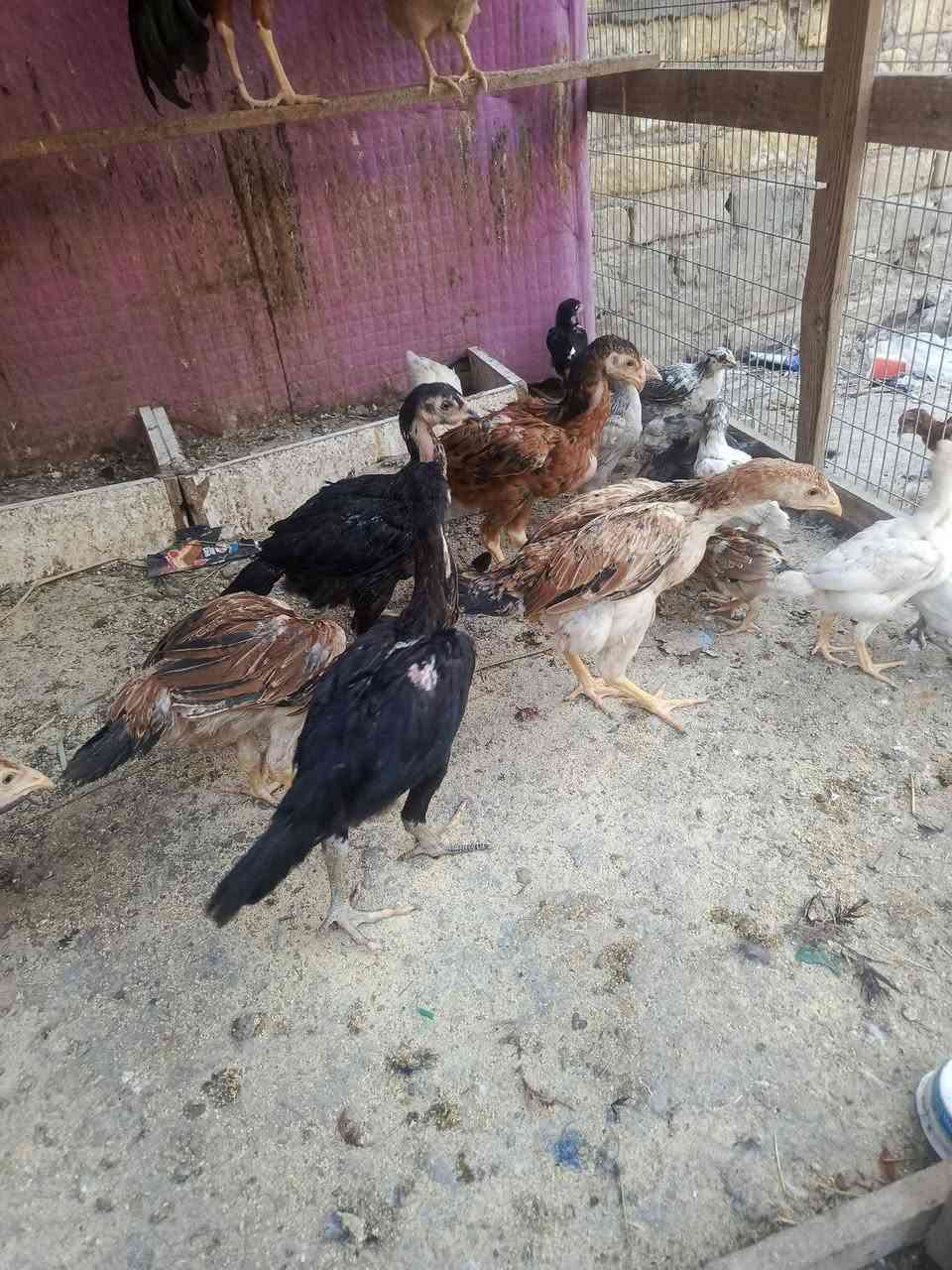 متاح فراريج عرب ديج وخمس دجاجات هراتي خط اول عمر ثلاث اشهر خشنات كلش مكان المحاويل حي ابو زديره الشراي يرسلني او يتصل ***********
