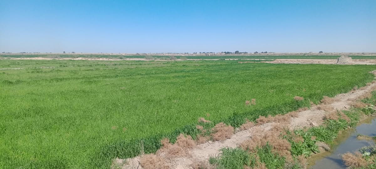 اللبيع گاع زرع اللبيع يتوفر جميع الخدمات ماء وكهرباء وطريق قريب على الشارع العام  35دونم  المكان الناصريه الدوايه منطقه العزارمه اللستفسار ***********
