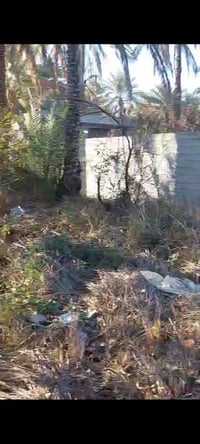 ارض زراعية • 300م • كربلاء الحسينية