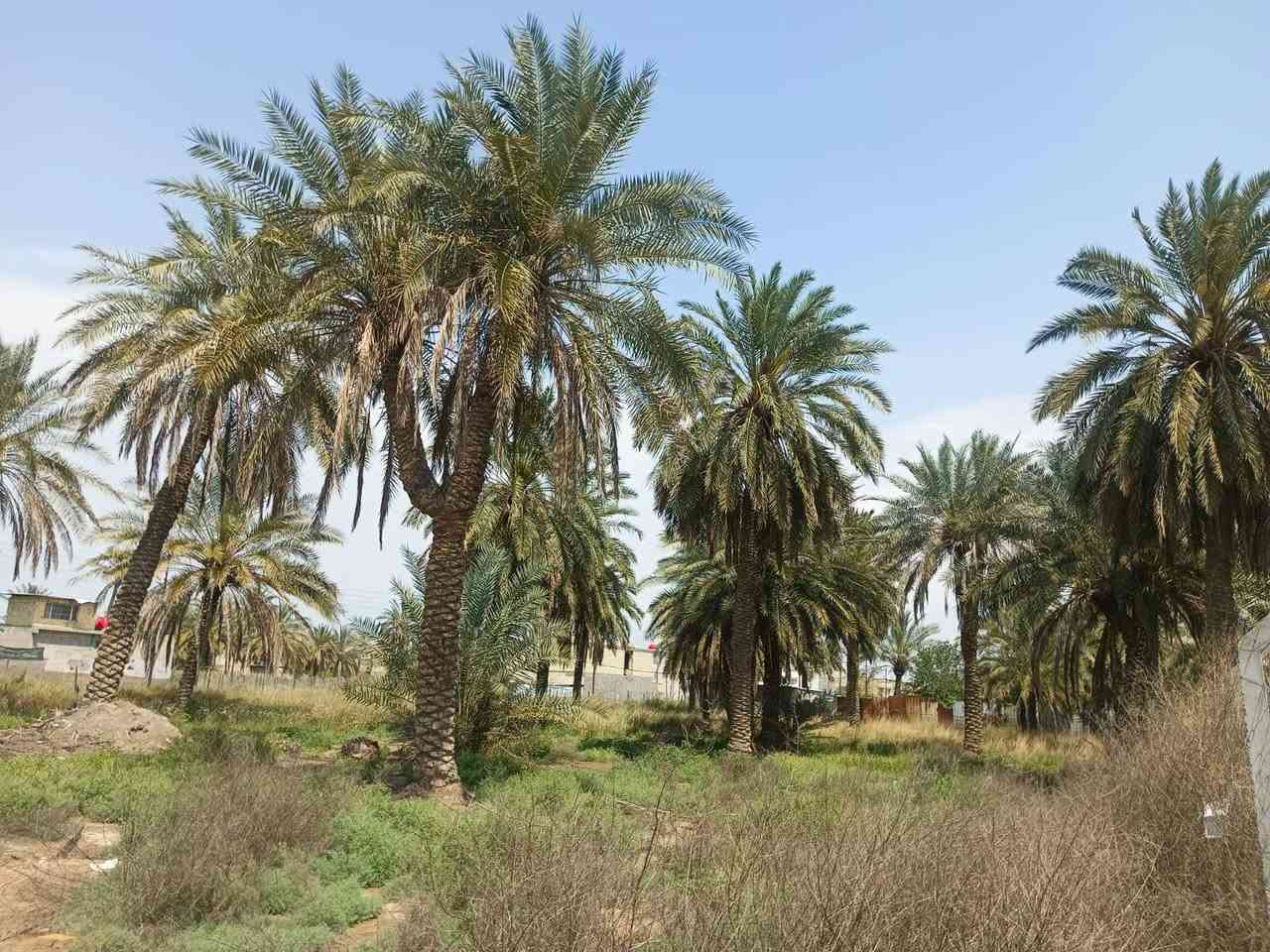 دونم للبيع
سلام عليكم 

دونم للبيع في السريدات القديمه بانهايه المربع الثالث

مساحه الارض 2500متر

واجه 36متر

نزال 71متر

نوع العقار زراعي سند 25

السعر خاص 

للاستفسار 

***********

