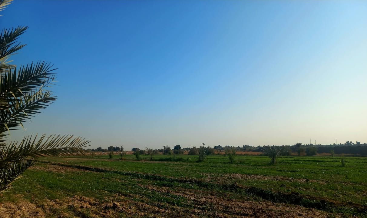 سلام عليكم ورحمة الله وبركاته
أرض زراعية للبيع 
9دونم فيه نخل ورمان مثل ماواضح بصوره 
بيت 4غرف براني 15متر 
كهرباء ماء اساله 
ماء سقي متوفر 
العنوان الديوانية طريق سومر عفك تبعد عن الشارع العام 400 متر طريق رسمي كتف بزل رئسي 

 وأيضاً اقل من كيلو متر تقريباً متوفرة اسواق 
ومستوصف صحي صيدلايات 
ومدارس بتدائية متوسطه واعدادية
***********
