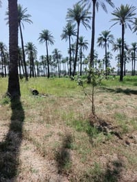 المدائن جعاره • ١٧٠٠م • طابو سند ٢٥