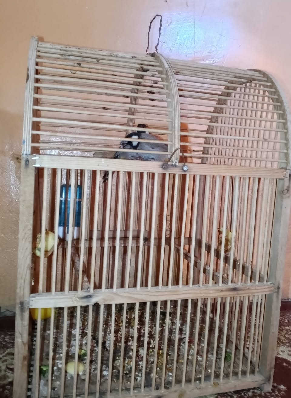جوز بلابل للبيع سعرهن 40


**إذا كنت صاحب هذا الإعلان وتريد حذفه لأي سبب، رجاءا أرسل رسالة إلى الدعم الفني**