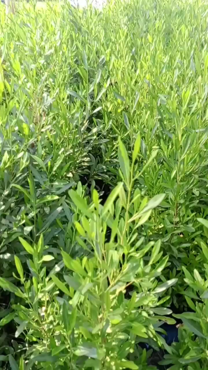 سلام عليكم ورحمه الله ،،،تتوفر ددونيا للبيع جمله فقط بسعر ٣٠٠ دينار لبيع جمله فقط  بغداد جزيره السياحية الإتصال اكثر ***********
