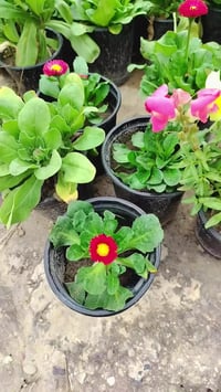 مشتل البشائر • ورود موسمي • الشرقاط شارع المعارض