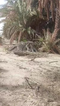 دونم • طابو عقد زراعي • مقابل العلويه شريفه