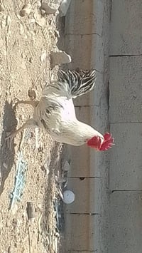 ديوك عرب للبيع الشراي يتصل على الرقم 07883865031