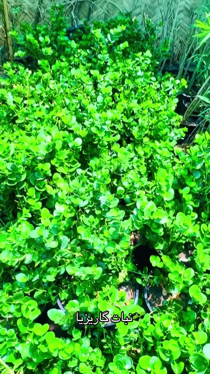 🌱نبات گاريزيا متوفر حجم كبير سعر القطعة 7.000 دينار العنوان البصرة القرنة نهر الباشا قرب السيطرة عامود رقم 4 متوفر خدمة توصيل داخل قظاء القرنة فقط🌱 #مشتل_الشجرة_الطيبة #الشيخ_حازم_الباوي #قصصواقعية #قصص #نباتات #محاضرات_دينية


**إذا كنت صاحب هذا الإعلان وتريد حذفه لأي سبب، رجاءا أرسل رسالة إلى الدعم الفني**