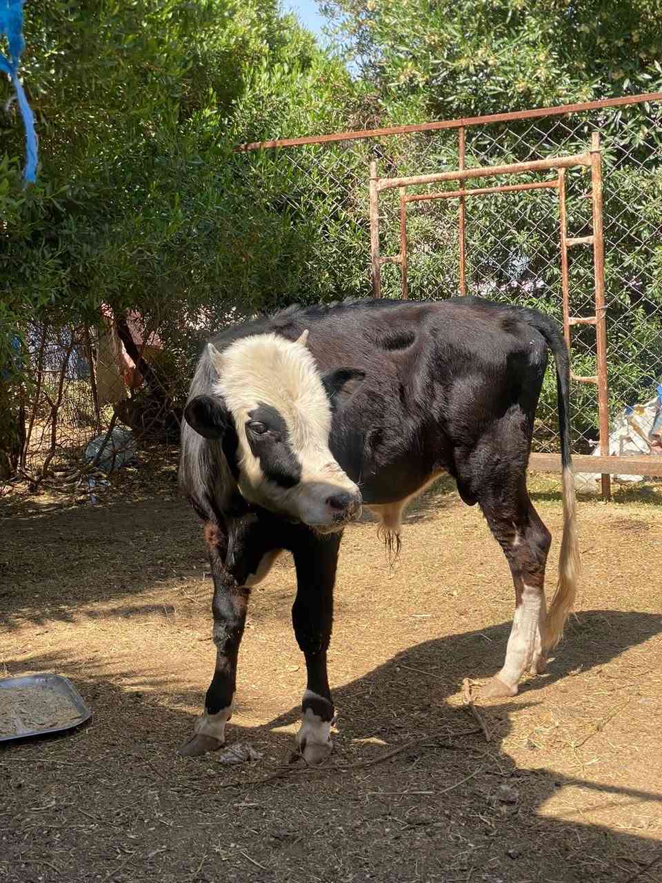 سلام عليكم حولي للبيع يرهم ضحيه ويرهم مال ربط السعر مليون و 850 الف وبي مجال بصيط للشراي شرط النصاحه للستفسار اتصل عل رقم الهاتف ***********

