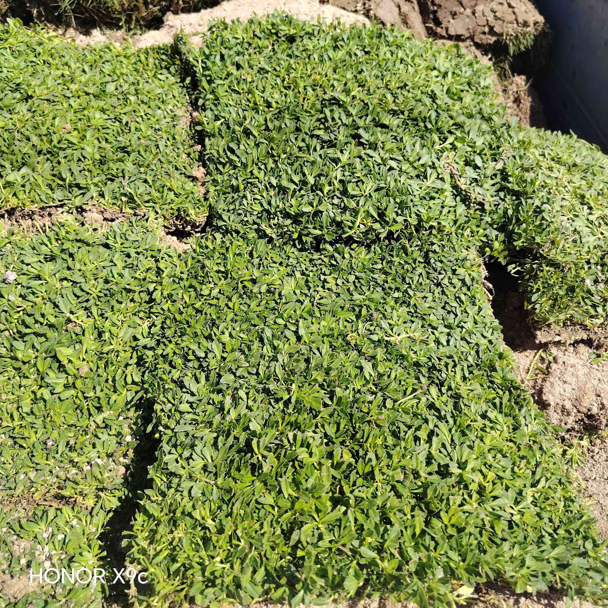 ثيل فرنسي دائم الخضره يتحمل درجات الحرارة العاليه واشعة الشمس المباشره.
سعر القطعه ٧٥٠ دينار
للحجز والاستفسار الاتصال على الرقم *********** جاسم الخليفاوي العنوان الخالديه شارع العام مقابل بلديه الخالديه
الفرع الثاني الخالديه سده ابو فليس..
