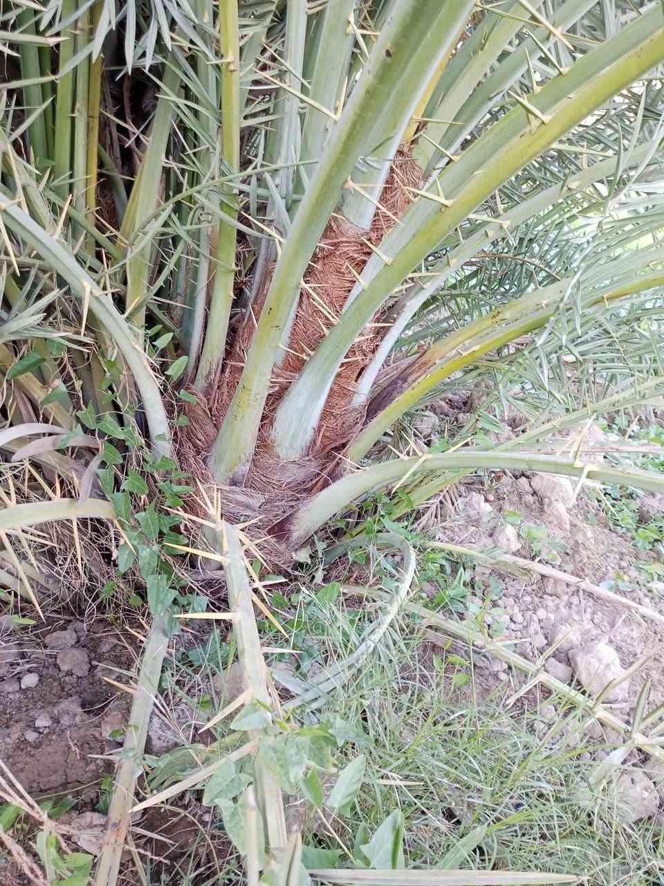 سلام عليكم ورحمه الله وبركاته متوفر 8فسال مكتوم حر احجام خشنه ابيعهن كلهن العنوان واسط عزيزيه ضمان الصنف والجوده اخوكم ابو يقين للنخيل ***********
