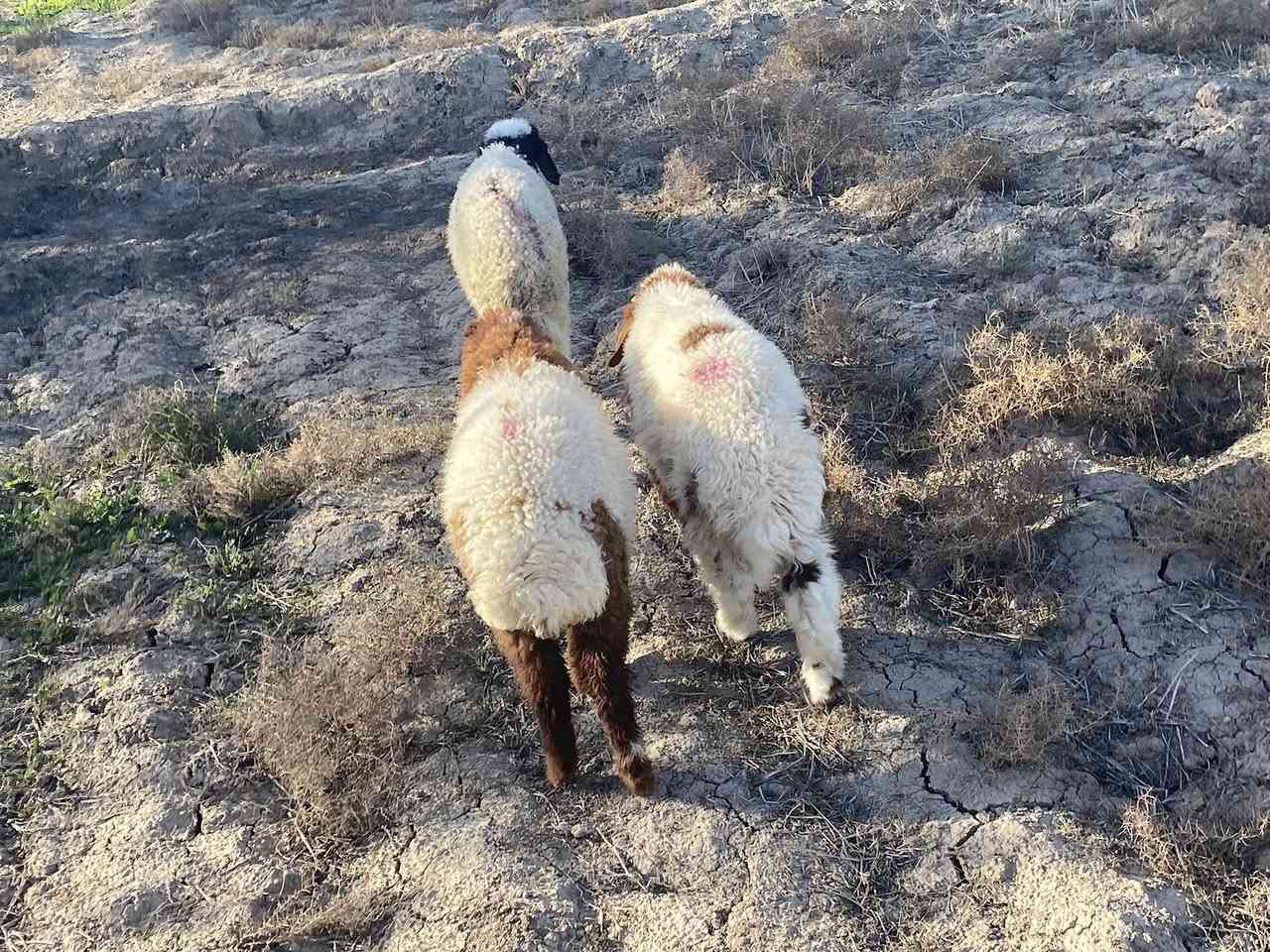 بهمه مناسبه  بلاش وين العده نذر يمي سعره 170مكاني 

سماوه ***********
