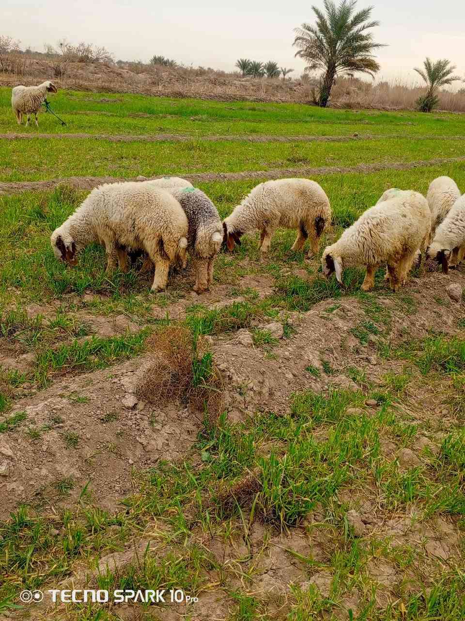 السلام عليكم اخوان متاح طليان العدد عشره فطيمه وطلي طليان درجة اولى الي يريدهن يعلق او يتصل ***********
