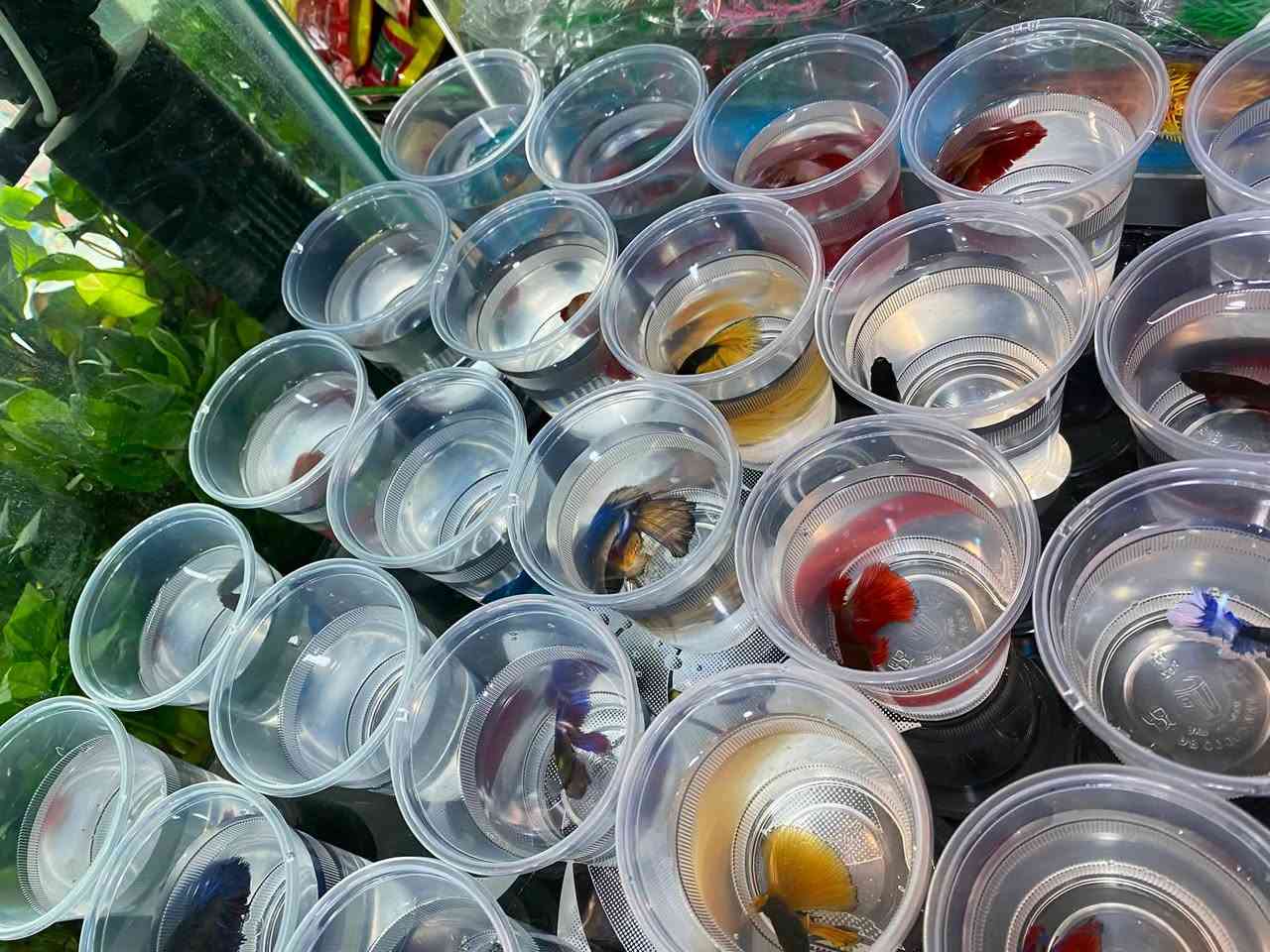 وصول وجبه جديده فايتر هاف مون احجام حشنه 🐠🐠🐠
سعر القطعة ٣ الف ✅
كركوك قادسيه سايد المرور القديم مجاور حلويات الحلواني


**إذا كنت صاحب هذا الإعلان وتريد حذفه لأي سبب، رجاءا أرسل رسالة إلى الدعم الفني**