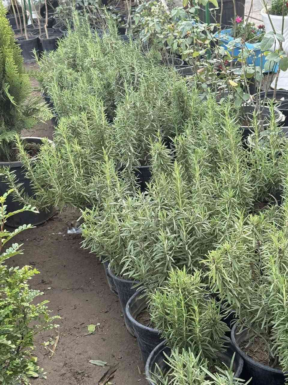 السلام عليكم
يتوفر جميع أنواع النباتات والحمضيات

بسعار مناسبه 

العنوان هبهب حي العطار

***********
