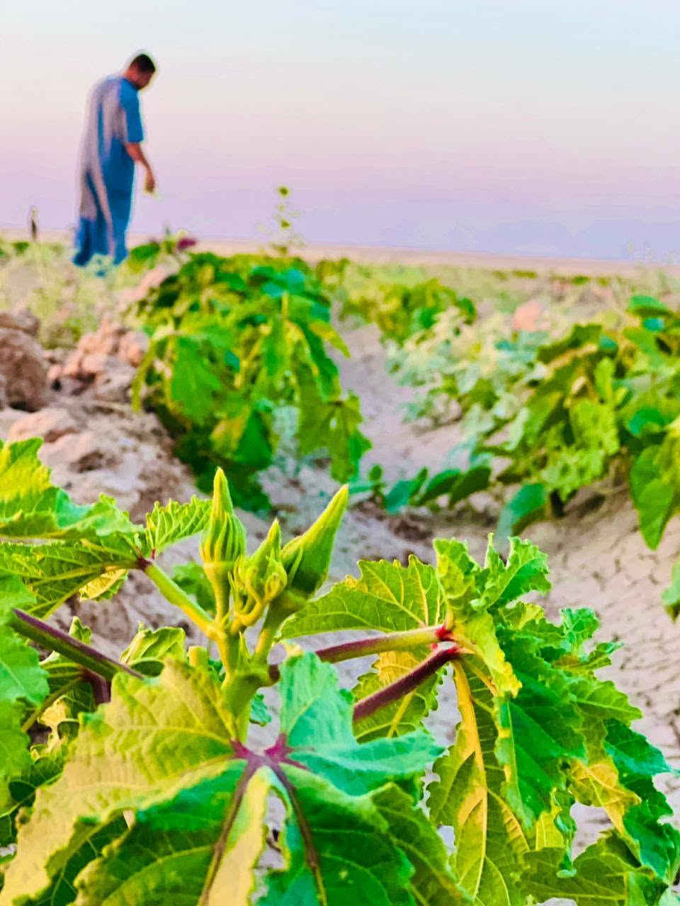 🌿 مزرعة للبيع 🌿
📍 الموقع: البرية – سديرة سفلى
📏 المساحة: 20 دونم
💧 السقي: ماء حلو

المزرعة مزروعة بـ:
🥒 خيار طرعوزي
🌶️ فلفل حار
🫑 فلفل بارد
🍆 باذنجان
🍉 ركي
🍉 بطيخ
🍅 شجر طماطة
🟢 بامية

مزرعة جاهزة ومنتجة، فرصة مناسبة لمن يرغب بالاستثمار الزراعي أو مواصلة الإنتاج.

للاستفسار ومعرفة السعر، يرجى التواصل على ***********

سبب البيع عدم التفرق
