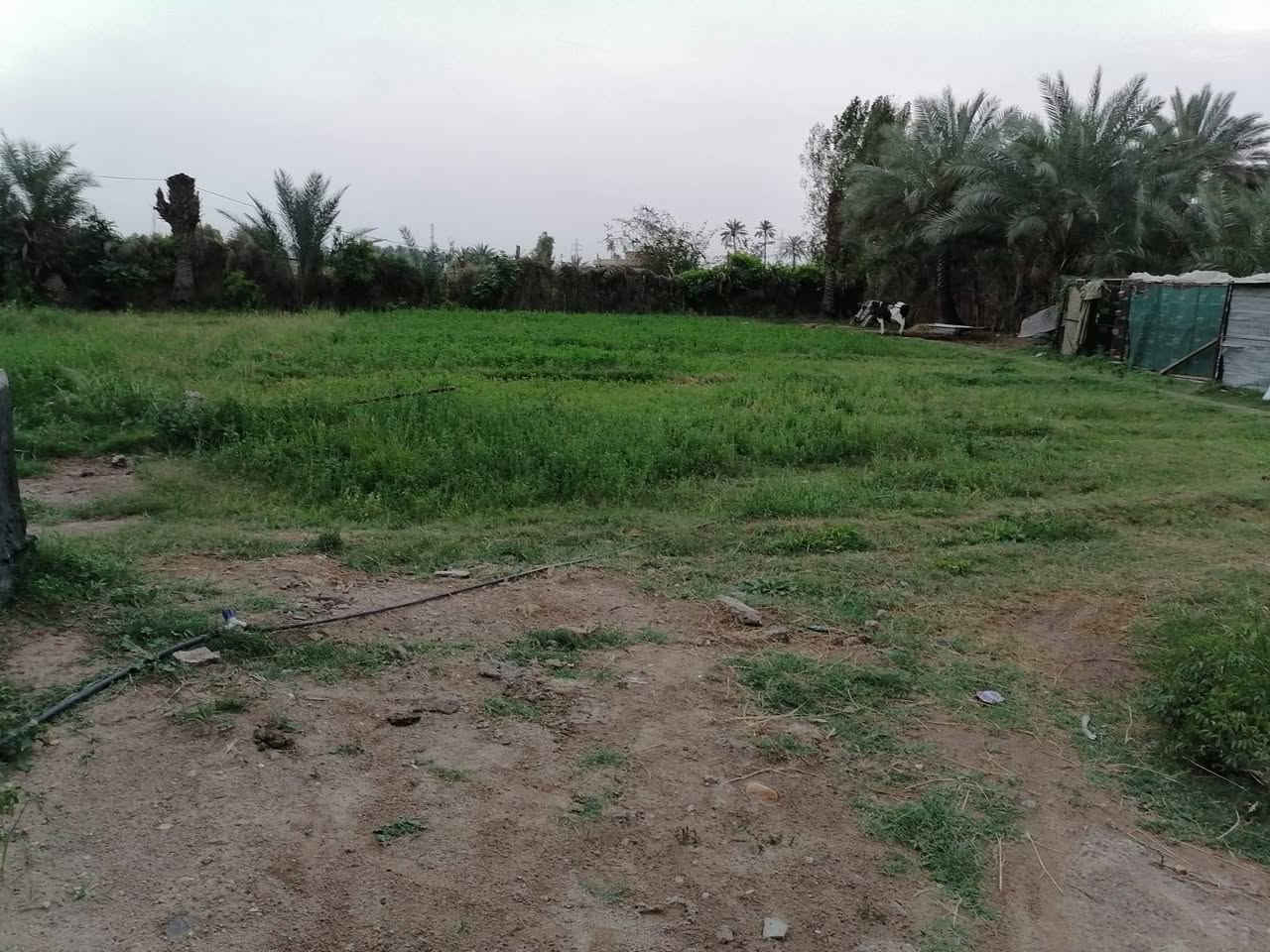قطعه وبستان 1000متر طريق اولاد مسلم (ع) قريبه على شارع العام تبعد عن المرقد 100متر السعر 130مليون عنوان مكتب  السعدي للعقار بابل المسيب على طريق ابو جاسم قرب حي النوار *********** واتساب
