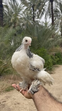 براهمه • عمر شهر • ١٠