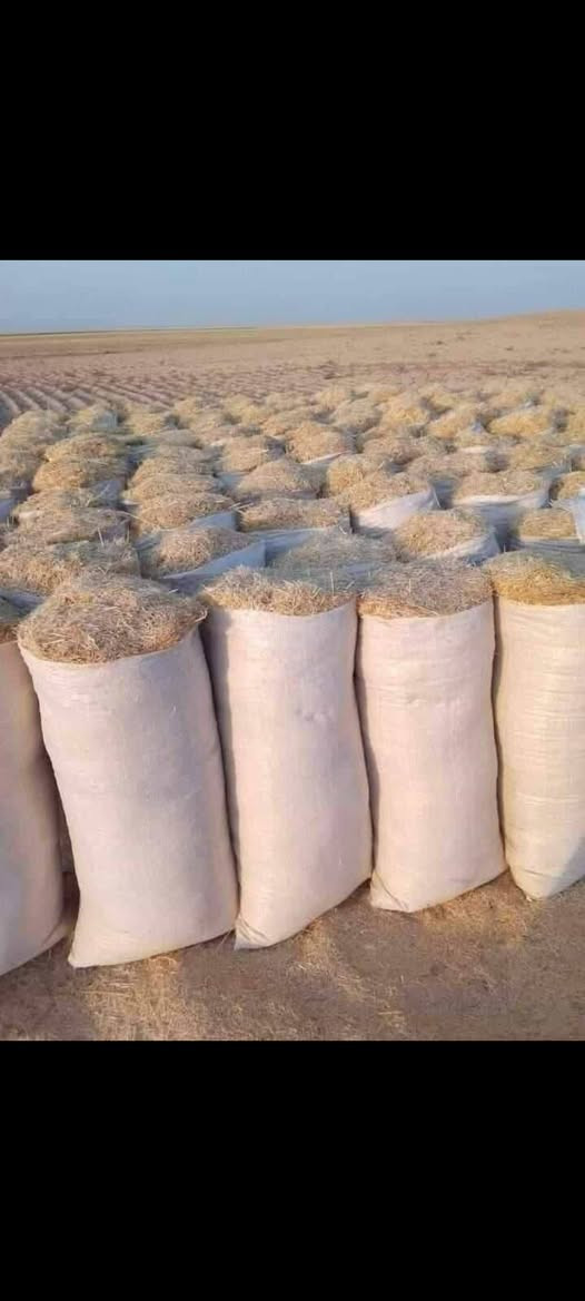 السلام عليكم تبن لبيع بنسب لسعار لرايد تبن يتصل *********** وتوصيل بابل ديوانيه  وكربلاه وبغداد
