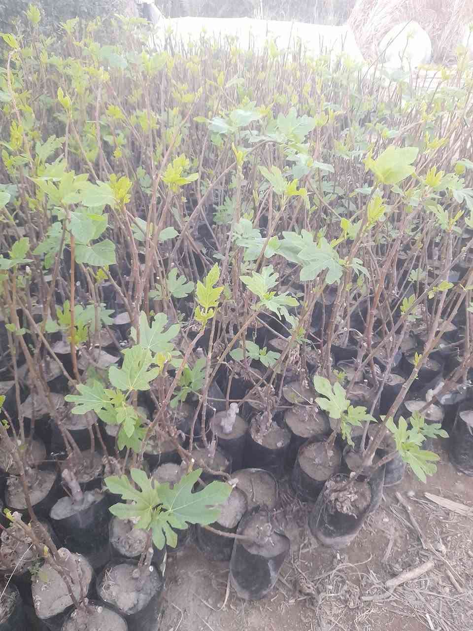 الهم صل على محمد وآل محمد مشتل بركات الرحمن تين بني مسلم وموجود عدده اصناف تين لاسباني تين ليونك المريكي وتين لعبيد بابل لحصوه على طريق الدايره يم محطة الصهباء مال للوقود ***********
