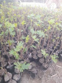 مشتل تين • تين بني مسلم • بابل لحصوه